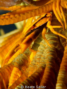 Squat lobster inside crinoid, taken with Canon G12 and UC... by Beate Seiler 
